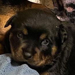 Girl 2 - Black and mahogany Rottweiler puppy in Brown City, Michigan from Kaiser Haus Rottweilers