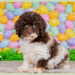 Paddy - Merle male Cockapoo puppy in Connersville, Indiana from Deaz Doodle Ranch