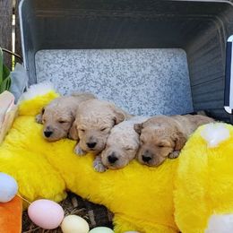 Goldendoodle Puppies from Golden Breeds