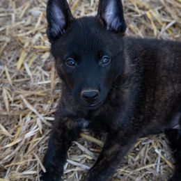 Dutch Shepherd Puppies from Faberge Hollandse Herdershond