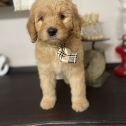 Goldendoodle Puppies from Southern Grace Acres