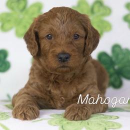 Mahogany - Caramel red male Australian Labradoodle puppy in Redding, California from Shasta Royal Monroe Puppies