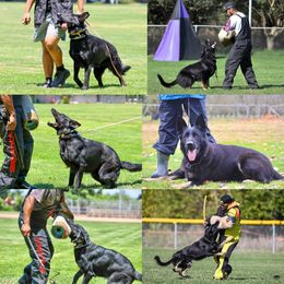 German Shepherd puppies from Von Guadachi German Shepherds & Audacity Border Collies