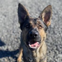 German Shepherds from Selkirk Shepherds
