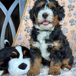 Swiss Rolls - Tri-color male Bernedoodle puppy in Florence, South Carolina from Candy Doodles