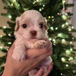 Boy 4 - Cream and white male Shih Tzu puppy in Lakeland, Florida from The Townsend Tzu