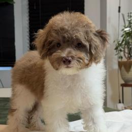 Ovi - Brown and white male Cockapoo puppy in Queens, New York from The 2 Musketeers_Cockapoos