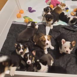 Pembroke Welsh Corgi Puppies from Top-Notch Paws