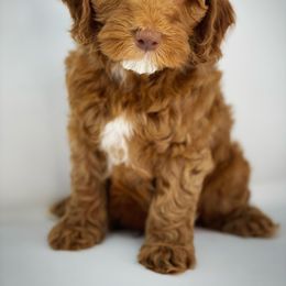Australian Labradoodle Puppies from Berrybrook Doodles