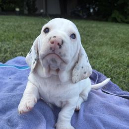 Jason - Black and white male Basset Hound puppy in Glen Burnie, Maryland from Jenna Kuegel