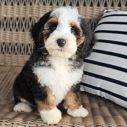 Vinny - Tri-color male Bernedoodle puppy in Glenford, Ohio from Mi-De Doodles