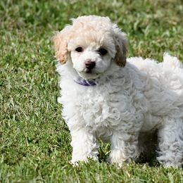 Miniature Australian Shepherd, Poodle, and Toy Australian Shepherd Puppies from Donna’s Aussies & Pink Heart Poodles