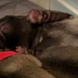 McGonagall - Fawn male Pug puppy in Frisco, Texas from RD Pugs