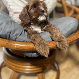 Cavalier King Charles Spaniel and Cavapoo Puppies from Larisa's Cavaliers