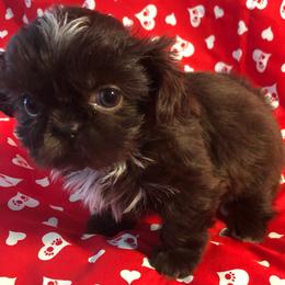 Sunni Skye - Liver and white female Shih Tzu puppy in Greenville, Texas from Your Fuzzy Puppy
