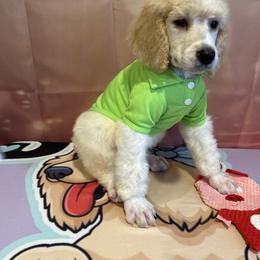 Louie - Parti male Poodle puppy in Mobile, Alabama from Semmy’s Standard Poodle LLC