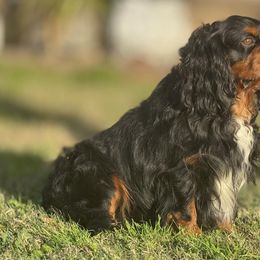 Cavalier King Charles Spaniels from Brandi McGrath