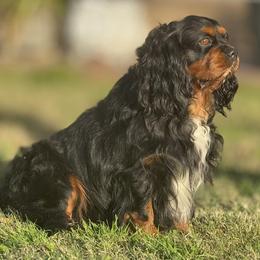 Cavalier King Charles Spaniels from Brandi McGrath