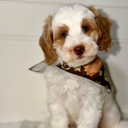 Salted Caramel - Apricot male Australian Labradoodle puppy in Beecher, Illinois from Erica’s Doodles