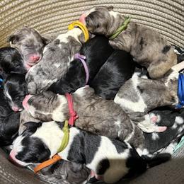 Bernedoodle puppies from Deutsch Hund Haus