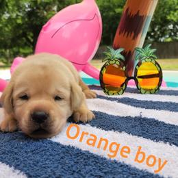 Labrador Retriever Puppies from Texas Finest English Labradors