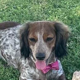 Lady - Dachshund