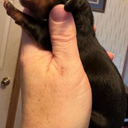 Sally - Black and tan female Dachshund puppy in Roanoke, Alabama from Windsor’s Miniature Dachshunds