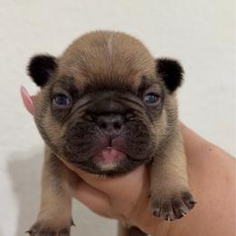 Binx - Fawn male French Bulldog puppy in Galt, California from The three little frenchies