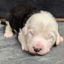 Purple - Black and white female Sheepadoodle puppy in Seaman, Ohio from Ohio Valley Sheepadoodles