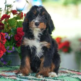 Kevin - Tri-color male Bernedoodle puppy in Dundee, Ohio from Down Home Doodle