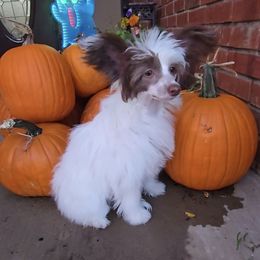 Daisy Long Star Angel - White and chocolate female Chinese Crested puppy in Amarillo, Texas from Victoria's Chinese Cresteds Long Star Angels