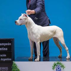 ARANZA - Dogo Argentino