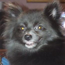 Banshee - Pomeranian