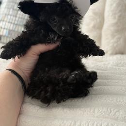 Monica  ( tiny toy) - Black female Poodle puppy in Fredericktown, Missouri from Doodle Pups Fur-Ever