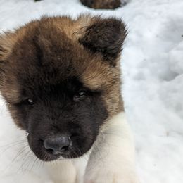 Akita Puppies from Ryan Johnston's Akitas
