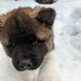 Akita Puppies from Ryan Johnston's Akitas