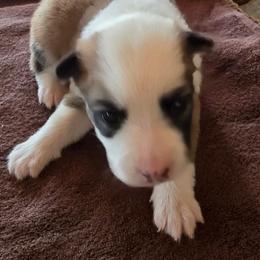 Miska - Tan and white female Icelandic Sheepdog puppy in Mariposa, California from Glacier Point Icelandics