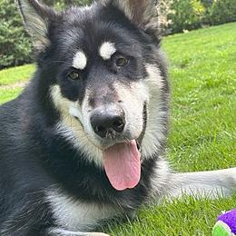 Maverick - Black and white Alaskan Malamute puppy in Independence, Virginia from New River Valley Malamutes