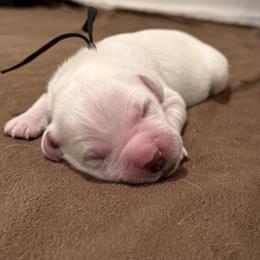 Mr. Black - Light golden male Golden Retriever puppy in Albuquerque, New Mexico from Sandia Golden Creams