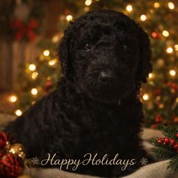 Princesses Onyx Royale Rosa Red - Black female Poodle puppy in Woodbridge, Virginia from Rosa Red Standard Poodles