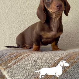 Frannie - Dachshund