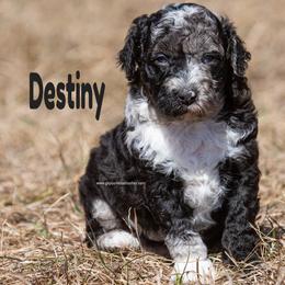 Destiny - Merle female Labradoodle puppy in Saint Cloud, Minnesota from Grace Kennel