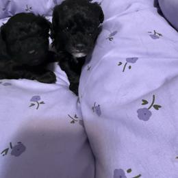 Elsa - Black female Poodle puppy in Pounding  Mill, Virginia from Rosa's Chihuahuas