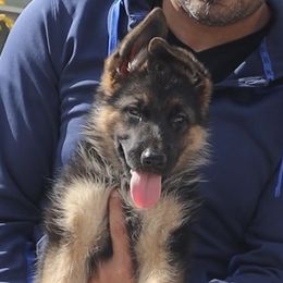 Girl 2 - German Shepherd puppy in Richfield, Minnesota from Midwest GSD LLC