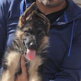 Girl 2 - German Shepherd puppy in Richfield, Minnesota from Midwest GSD LLC