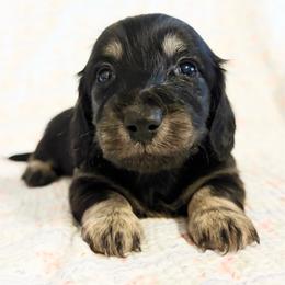 Poppy - Black and cream female Dachshund puppy in Sylvania, Alabama from Yancey’s Doxies