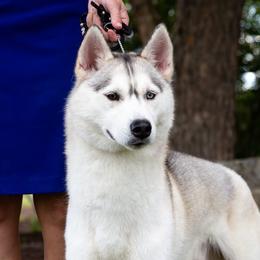 Siberian Huskies from JST Siberians
