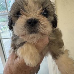 AKC  girl 3  pink collar girl - Parti female Lhasa Apso puppy in Chico, California from Lhasa Apsos of northern Ca . Biewer terriers of northern California