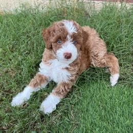 Joshua - Black.Gray Collar - Red male Double Doodle puppy in Rowlett, Texas from Parrish Precious Ones Texas