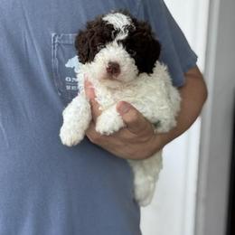 Boy 1 - Brown male Lagotto Romagnolo puppy in Sugar Valley, Georgia from Pinnacle Farm and Kennel